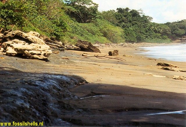Cocalita 3