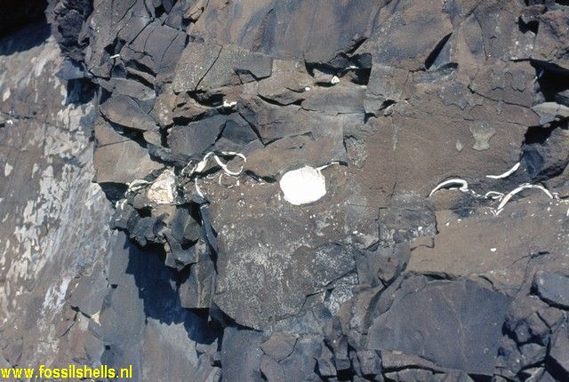 Breidavik