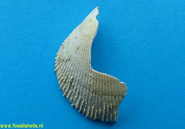 Cardium polycolpatum