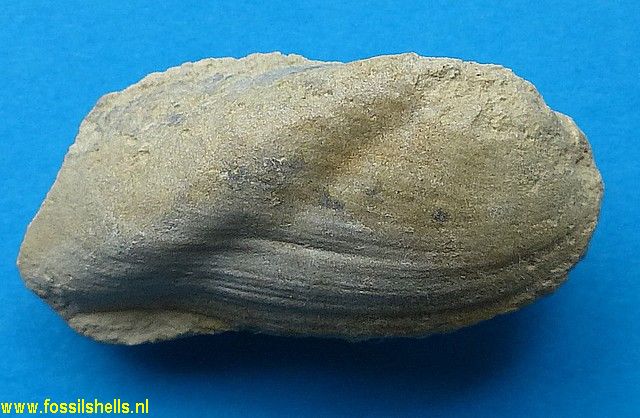 Modiolus exbrocchii