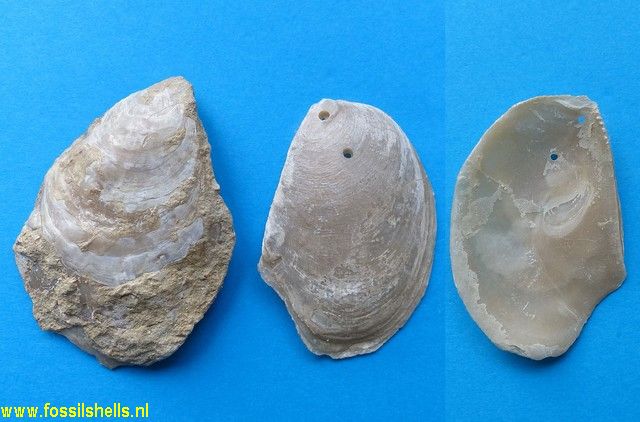 Ostrea edulis adriatica