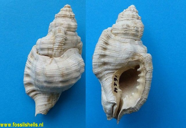 Cymatium affine