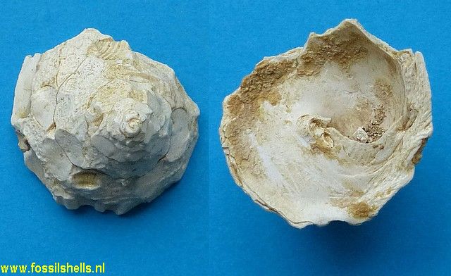 Xenophora deshayesi