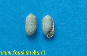 Acteocina lajonkairea