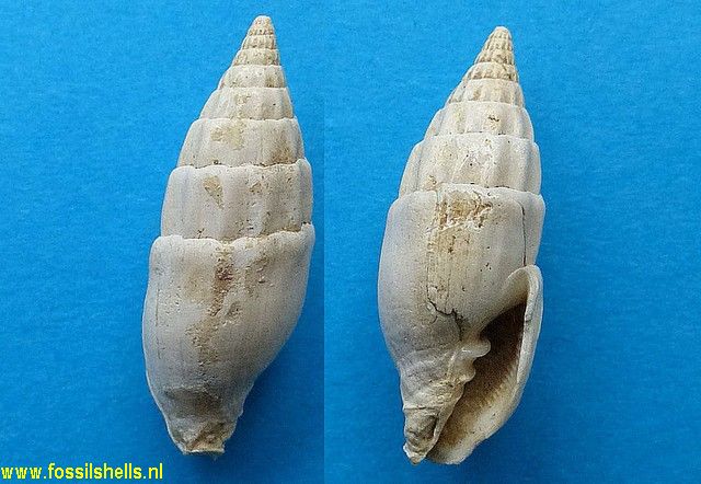 Vexillum plicatula