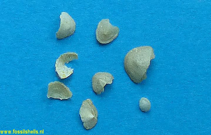Leptochiton defrancei