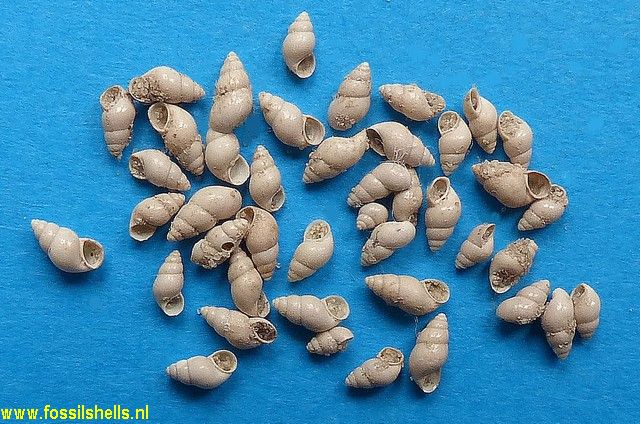 Lapparentia irregularis