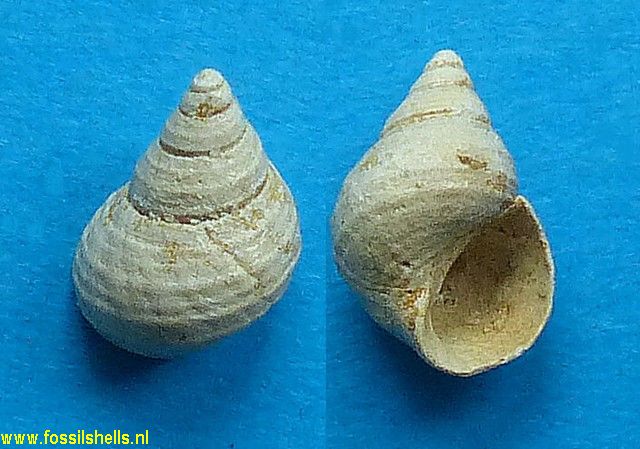 Littoraria densestriata