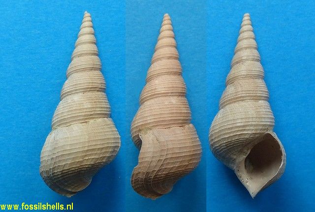 Sigmesalia incerta
