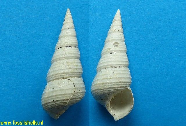 Sigmesalia variabilis
