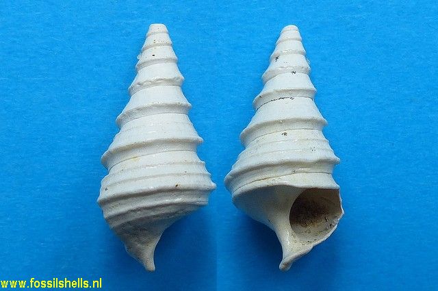 Sigmesalia fasciata