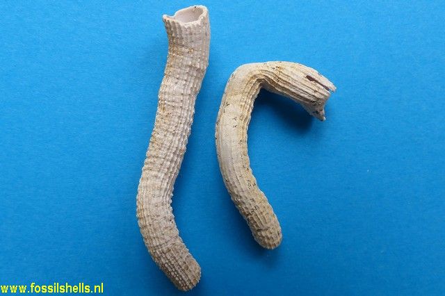 Tenagodes brevisfissuratus