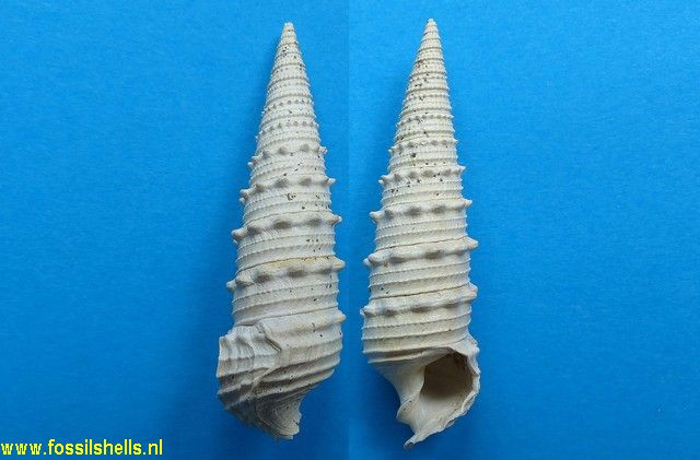 Serratocerithium maryense