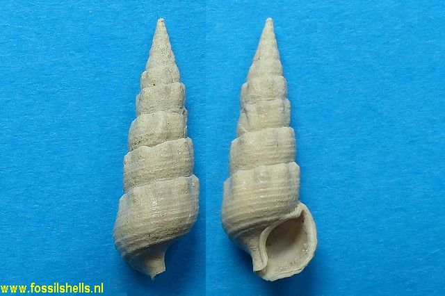 Granulolabium thiarella
