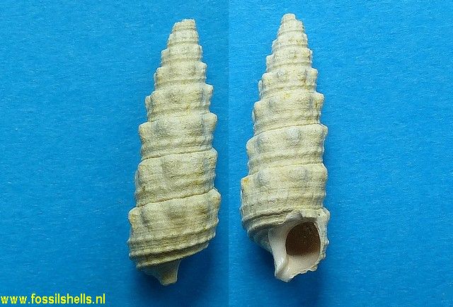 Granulolabium thiarella aequiatriatum