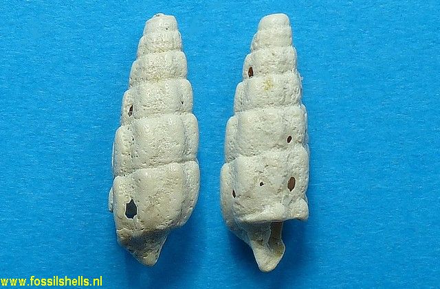 Granulolabium obliquatum