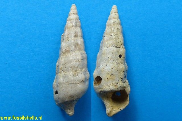 Batillaria pleurotomoides crenifera