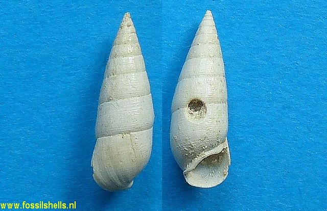 Rhinoclavis melanoides