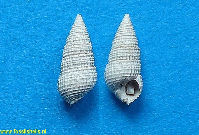 Sandbergeria turbinopsis