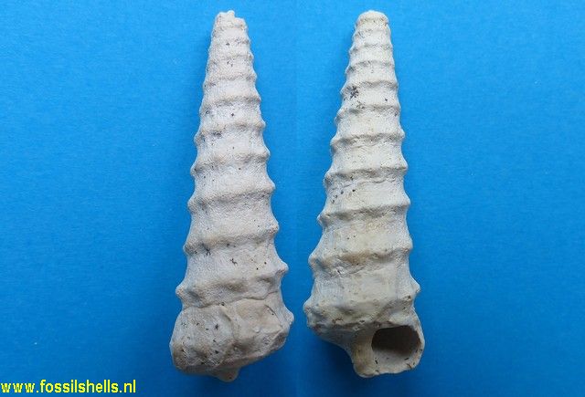 Potamides lapidorum