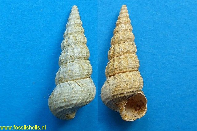 Potamides peditus