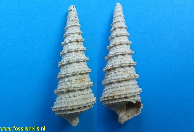 Potamides cristatus catenatatus