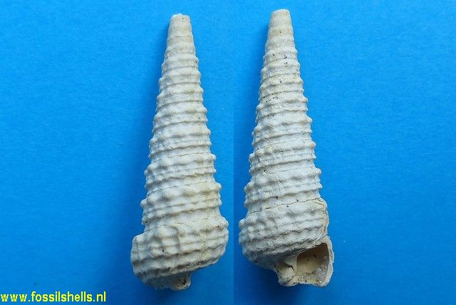 Potamides lapidorum confluens