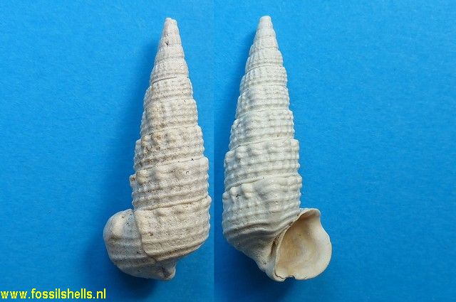 Terebralia curvicostata