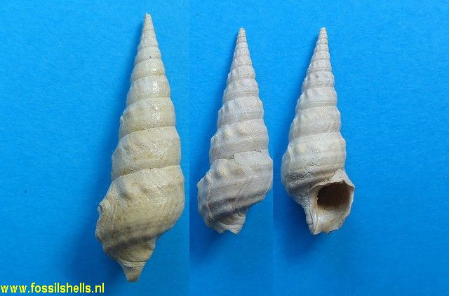 Batillaria concava