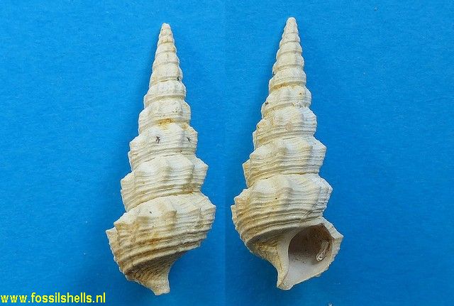 Batillaria bouei clandestina