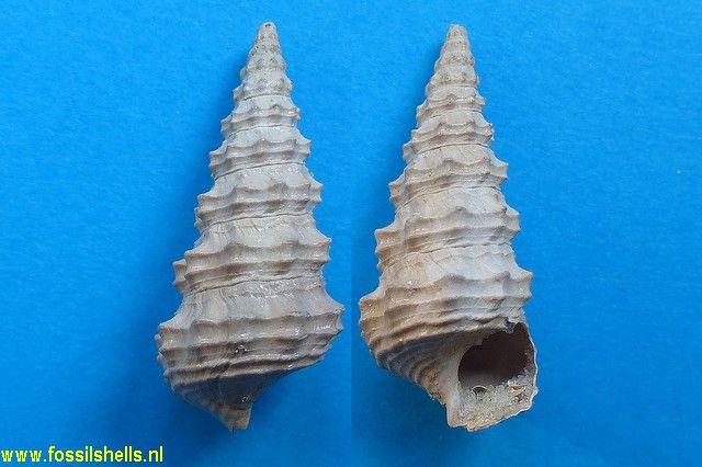 Batillaria bicarinata