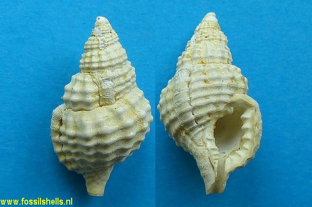 Sassia scabriuscula