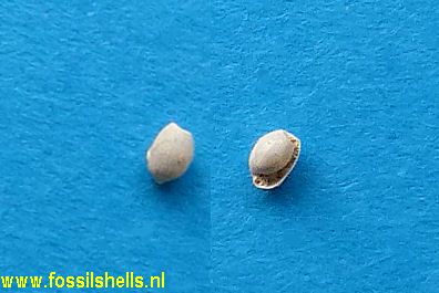 Roxania submilliaris