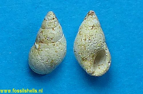 Hinea fischeri