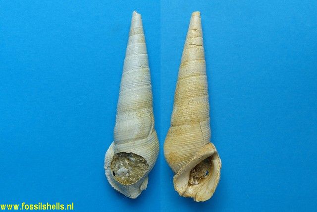Faunus clavosus