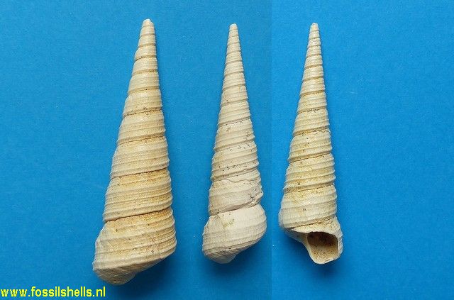 Haustator granulosus