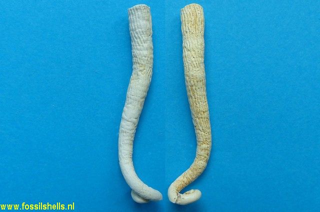 Vermicularia porrecta