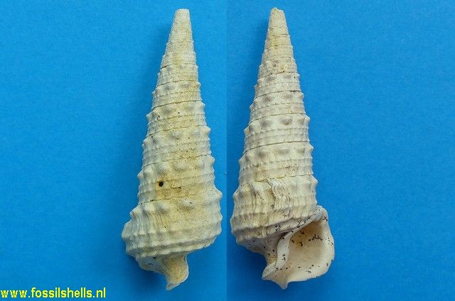 Serratocerithium tuberculosum