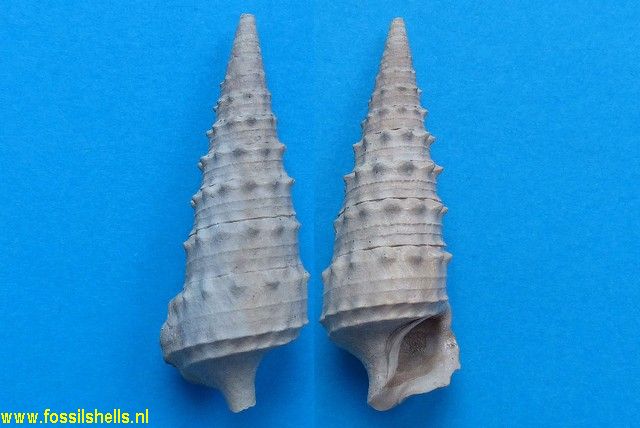 Serratocerithium cossmanni