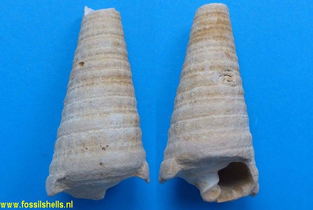 Campanile paratum