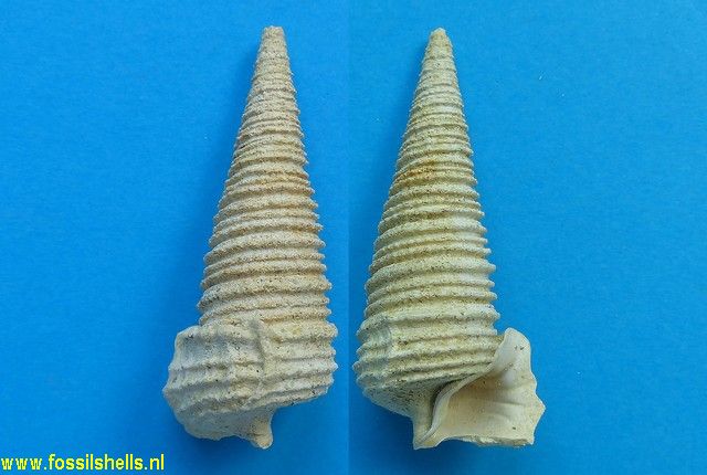 Potamides mixtus trivittatus