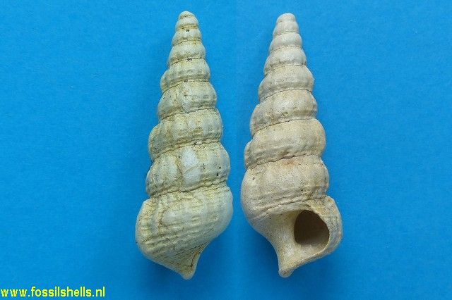 Exechestoma interruptum