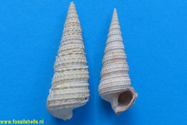 Tympanotonus cordieri