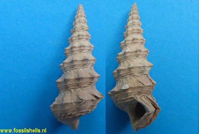 Exechestoma interruptum angulosum