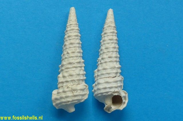 Serratocerithium hericarti