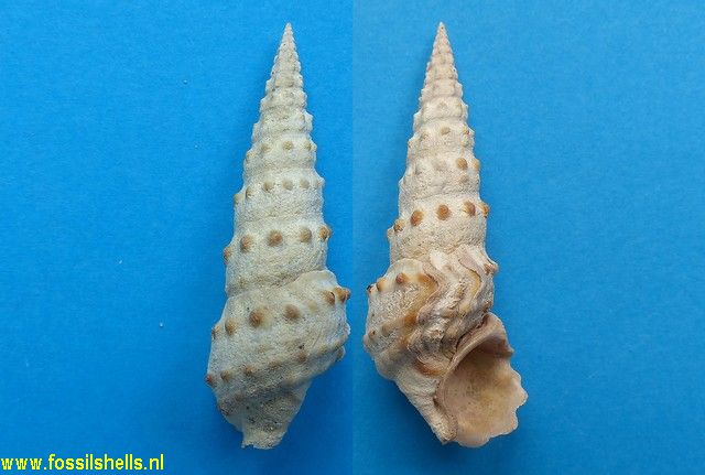Batillaria pleurotomoides var. a