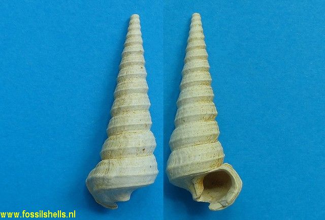 Potamides tricarinatus arenularius