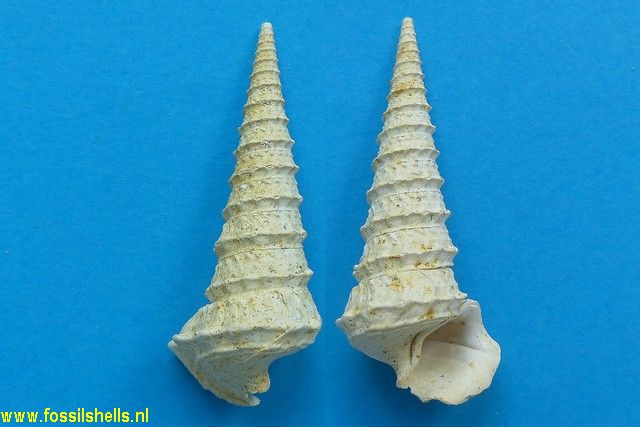 Potamides tricarinatus vouastensis