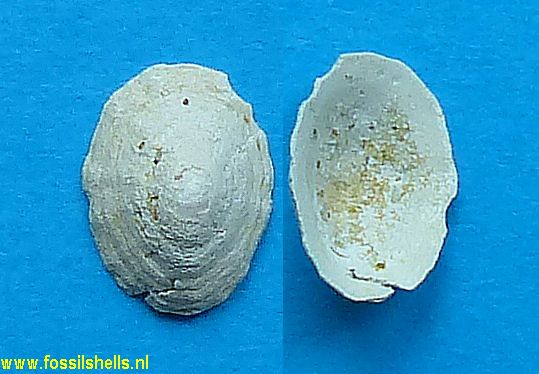 Siphonaria laubrierei