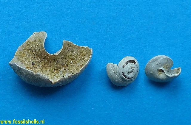Sagdellina laubrierei
